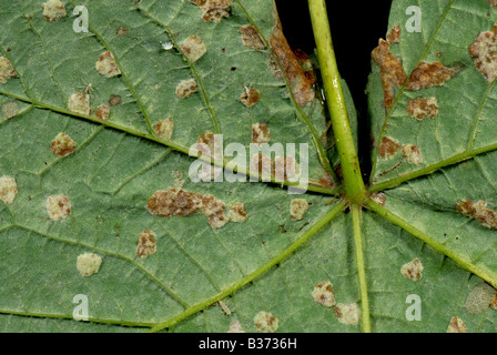 Les galles velues d'un eriophyiid mite Eriophyes sp sur la face inférieure d'une feuille de platane Banque D'Images