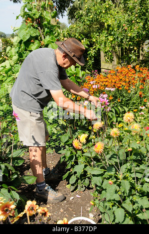 Chauffeur particulier à vide dahlias dans un jardin d'été Juillet Royaume-uni Banque D'Images