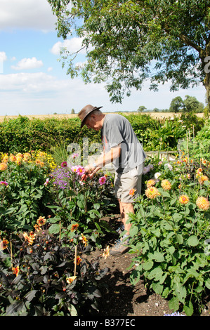 Chauffeur particulier à vide dahlias dans un jardin d'été Juillet Royaume-uni Banque D'Images