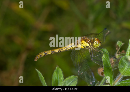 Sympetrum striolatum libellule vert commun en repos typique de présenter. Banque D'Images