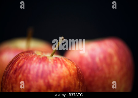 Malus domestica. Pommes Royal Gala sur un fond noir Banque D'Images