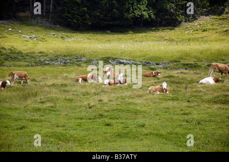 Autriche Haute-autriche Gosau village dans les montagnes de Dachstein vaches qui paissent dans les champs Banque D'Images