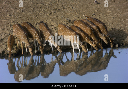 Cerfs tachetés ou Chital (Axis axis) Banque D'Images