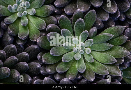 Sinocrassula Yunnannensis Banque D'Images