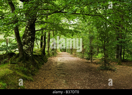 Chemin des bois à travers la forêt enchantée de Brocéliande, forêt de l'Ille et Vilaine, Bretagne, France, Europe Banque D'Images