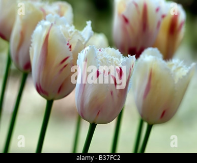 Lot de tulipes Banque D'Images