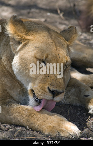 Lioness (Panthera leo) lécher sa patte propre, Ngorongoro, en Tanzanie, Ndutu Banque D'Images