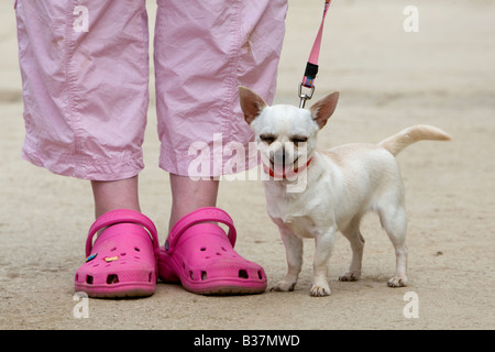 Un chihuahua se trouve à côté de son propriétaire qui porte des Crocs rose Banque D'Images