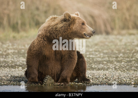 Ours brun (Ursus arctos) assis et à saumon dans Silver Salmon Creek Banque D'Images