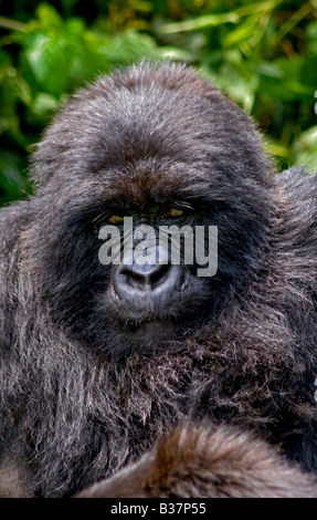 Un gorille de montagne Gorilla beringei beringei du groupe KWITANDA dans parc national des volcans, Rwanda Banque D'Images