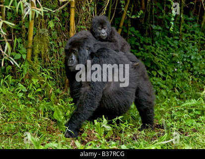 La mère et le bébé gorille de montagne Gorilla beringei beringei du pavillon SABYINYO GROUPE DANS LE PARC NATIONAL DES VOLCANS AU RWANDA Banque D'Images