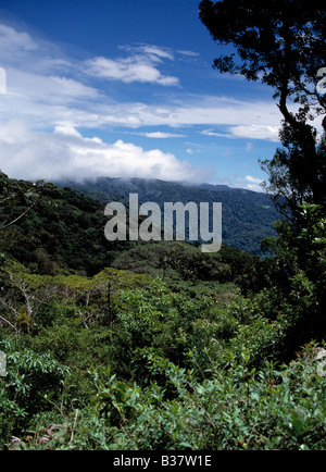 Forêt tropicale Banque D'Images