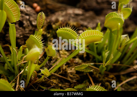 Venus Flytrap, Dionaea muscipula, plantes carnivores Banque D'Images