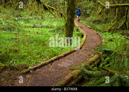 Randonneur promenades à travers des oliveraies anciennes Olympic National Park Washington Banque D'Images