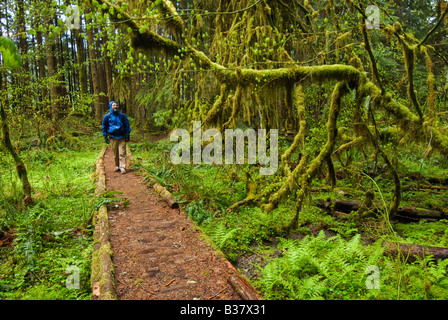 Randonneur promenades à travers des oliveraies anciennes Olympic National Park Washington Banque D'Images