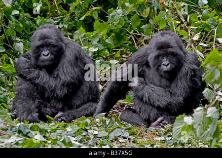 Frère deux gorilles de montagne Gorilla beringei beringei du groupe KWITONDA dans Parc des Volcans, vous pourrez vous détendre dans un nid AU RWANDA Banque D'Images