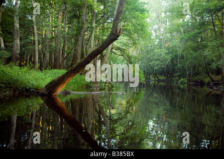 Un arbre suspendu au-dessus du ruisseau Cedar, Congaree National Park près de Columbia en Caroline du Sud Banque D'Images