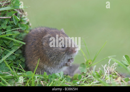 Campagnol des champs (Microtus arvalis), alimentation adultes sur l'herbe Banque D'Images