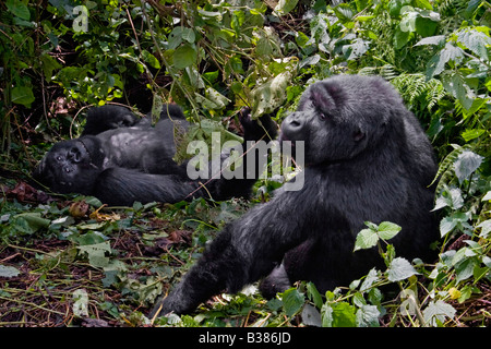 Deux gorilles Gorilla beringei beringei du groupe KWITANDA dans Parc des Volcans, vous pourrez vous détendre dans un nid AU RWANDA Banque D'Images