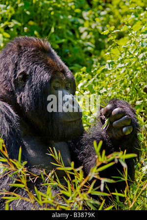 GORUNDHA du pavillon SABYINYO GROUP est le plus grand mâle alpha RETOUR D'ARGENT DANS LE PARC NATIONAL DES VOLCANS AU RWANDA Banque D'Images