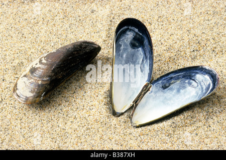 Moule commune, Bay Mussel, commune de la moule bleue (Mytilus edulis), l'un fermé, l'un ouvert Banque D'Images