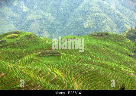 Les terrasses de riz de Ping An Longsheng Longji Chine Guilin a commencé en bâtiment dynastie Yuan 1271 1368 Banque D'Images