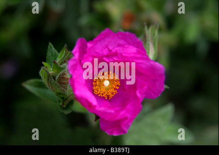 Camellia japonica fleur rose foncé avec des étamines jaunes. Seule fleur avec pétales réguliers avec prominen Banque D'Images