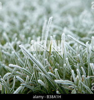 Fermer détail de l'herbe dans le jardin le matin après une forte gelée Banque D'Images