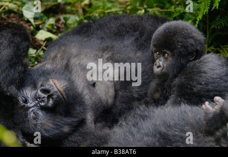 La mère et le bébé gorille de montagne Gorilla beringei beringei du groupe KWITONDA dans PARC NATIONAL DES VOLCANS, RWANDA AFRIQUE DU SUD Banque D'Images