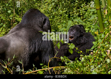 GORUNDHA du pavillon SABYINYO GROUPE montre son autorité et est le plus grand mâle alpha RETOUR D'ARGENT DANS LE PARC NATIONAL DES VOLCANS AU RWANDA Banque D'Images