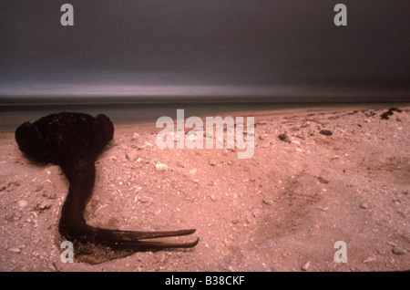 Socotra huilé cormoran (Phalacrocorax nigrogularis) Guerre du Golfe 1991 Banque D'Images