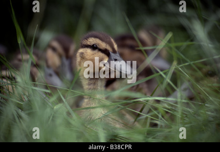 Petit Canard colvert (anus platyrhynchos) dans l'herbe Banque D'Images