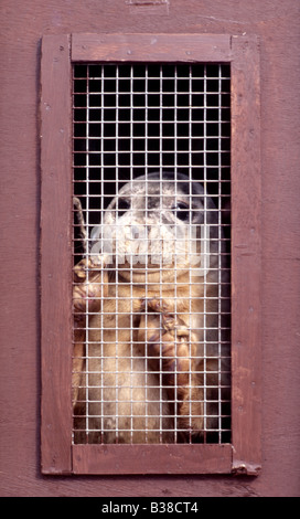 Le phoque gris Halichoerus grypus (captif) d'élevage avant la mise en liberté Banque D'Images