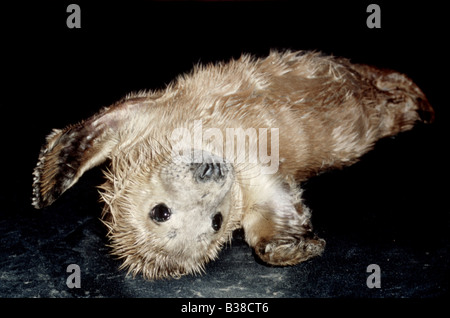 Bébé phoque gris Halichoerus grypus (captive/aient été élevés en)) à l'arrière, UK Banque D'Images