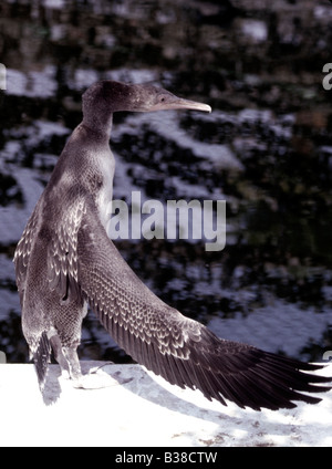 Socotra Cormorant (Phalacrocorax nigrogularis) juvénile (captive) au cours de la catastrophe écologique du golfe 1991 Banque D'Images