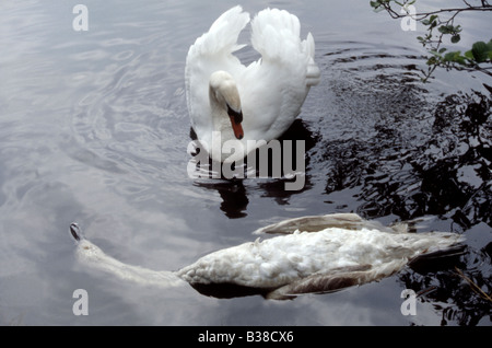 Mute swan (Cygnus olor) montrant la posture de menace sur l'eau après avoir tué mineur dans un différend territorial, UK Banque D'Images