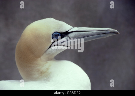 Portrait d'un fou de bassan (Morus bassanus), chef détail, UK Banque D'Images