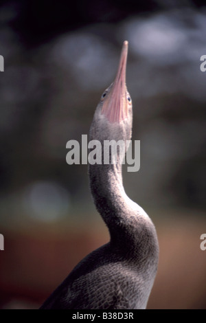 Socotra Cormorant (Phalacrocorax nigrogularis juvénile) Banque D'Images