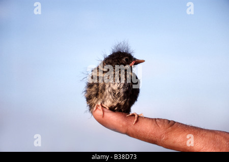 Jeune nid (hedge sparrow) Prunella modularis percehd sur doigt, UK Banque D'Images