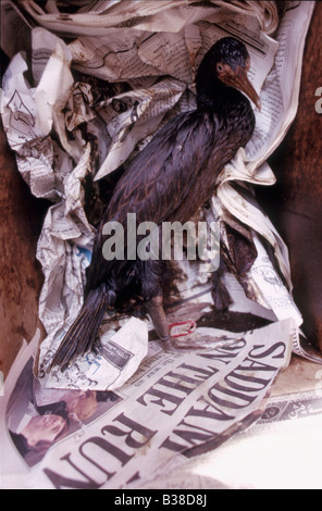 Socotra huilé cormoran (Phalacrocorax nigrogularis) dans une boîte dans un centre de réadaptation, guerre du Golfe 1991, avec du papier journal que rea Banque D'Images