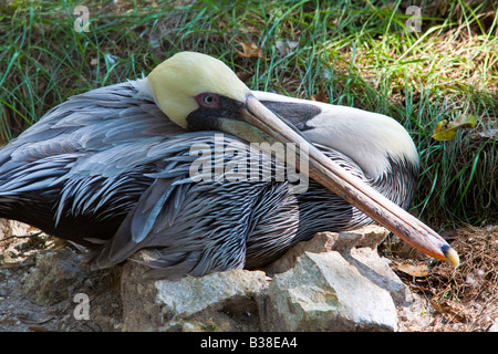 Pélican brun Pelecanus occidentalis se reposant sur le sol Banque D'Images