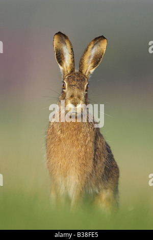 Lièvre d'Europe (Lepus europaeus) assis dans le pré Banque D'Images