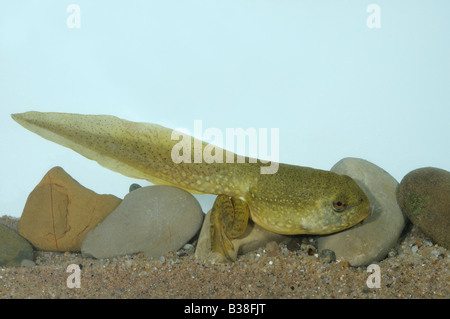 American ouaouaron (Rana catesbeiana, Lithobates catesbeianus), bien développée tadpole Banque D'Images