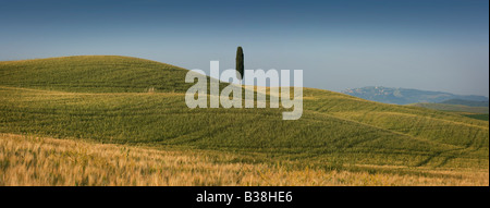 Vue panoramique de lone Cypress tree dans les champs de Toscane, près de Pienza en Italie Banque D'Images