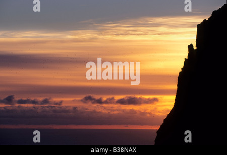 Essaim de bassan dans le coucher du soleil sur l'île de Runde en Norvège Banque D'Images