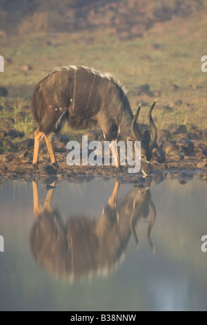 Nyala buck dans un trou d'eau Banque D'Images