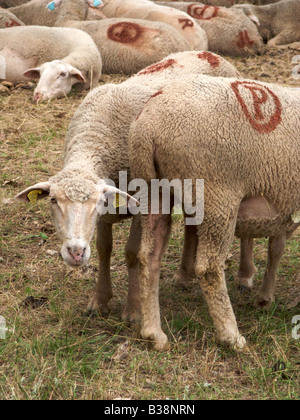 Beaucoup de repos et le pâturage des moutons dans les bois pendant que l'un d'entre eux regarde la caméra., Montauroux, Var, France Banque D'Images