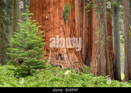 Séquoias Géants, ou Californie Redwoods, en séquoia et King Canyon National Park Banque D'Images