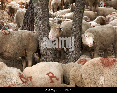 Beaucoup de repos et des moutons paissant dans la Forêt, Montauroux, Var, France Banque D'Images