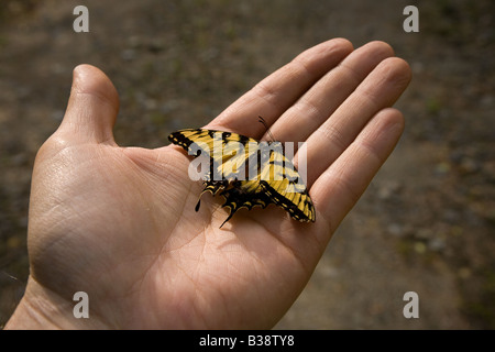 Mort d'un papillon monarque se trouve ailes déployées dans la paume de la main tendue Banque D'Images